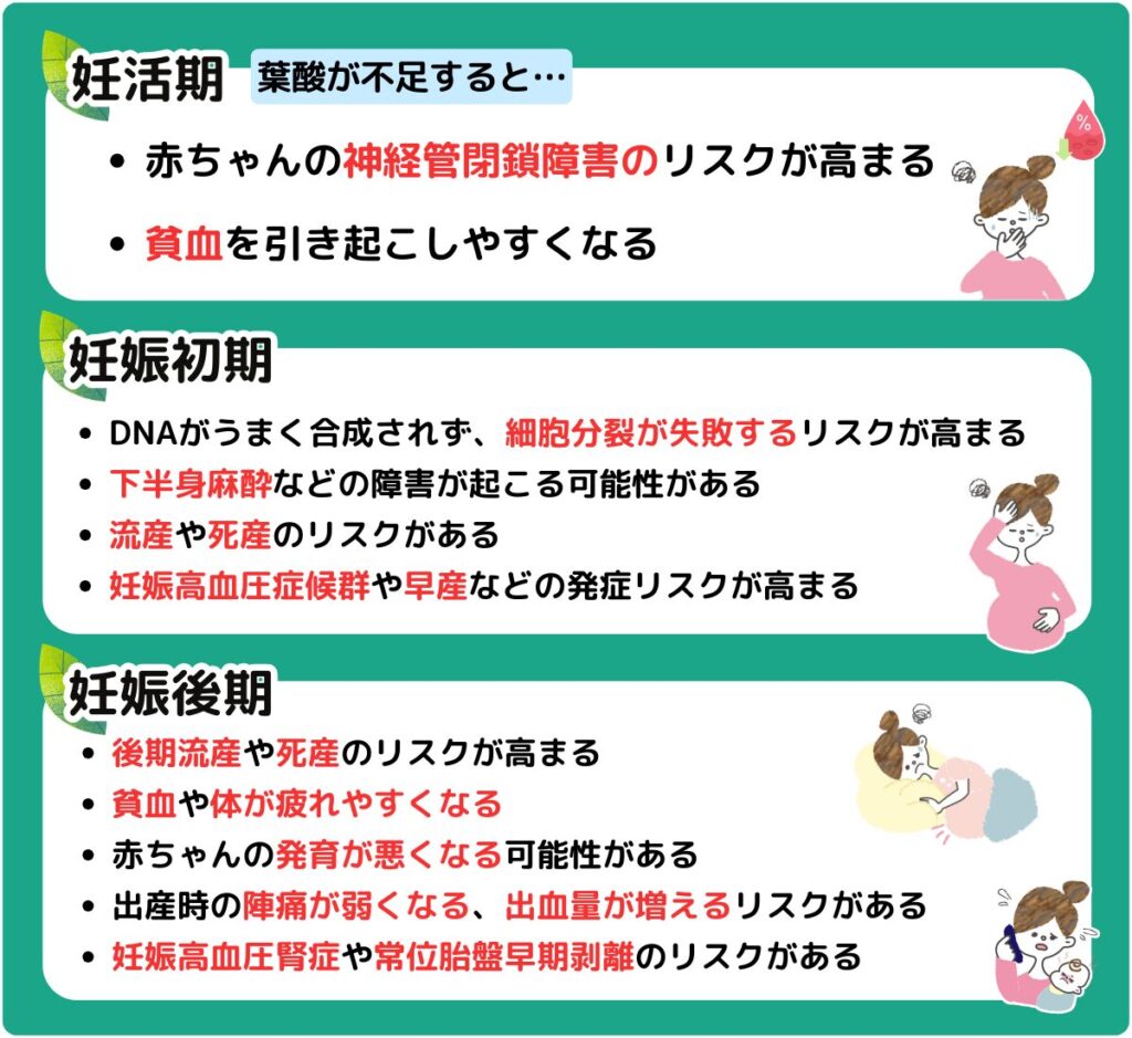 葉酸が不足するとどうなるかの解説